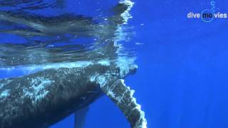 Whale Watching auf Moorea (Tahiti) by Dive Movies 3,342 views 9 years ago 4 minutes, 33 seconds