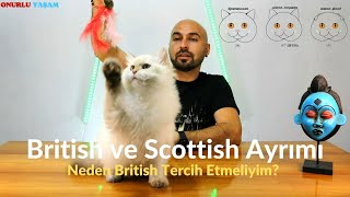 Kedim British mi? Scottish mi? Hangi Irk Kedi Tercih Etmeliyim? Shorthair Longhair(Superior Cattery)