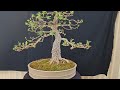 Desert Ash (Fraxinus Angustifolia) Bonsai after partial outer canopy defoliation