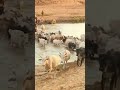 Cow S 