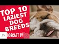 TOP 10 "LAZIEST" Dog Breeds!  DogCast TV!