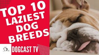 TOP 10 'LAZIEST' Dog Breeds!  DogCast TV!