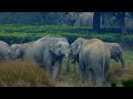 Beautiful Morning With Elephants Herd