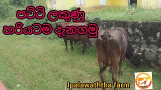 පට්ටි ලකුණු හරියටම දැනගමු