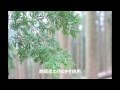 【ひのき村】檜(ヒノキ)癒しの香り～オガコ～　ＨＩＮＯＫＩ