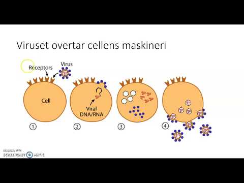 Video: Hvordan Rense Systemet For Et Virus