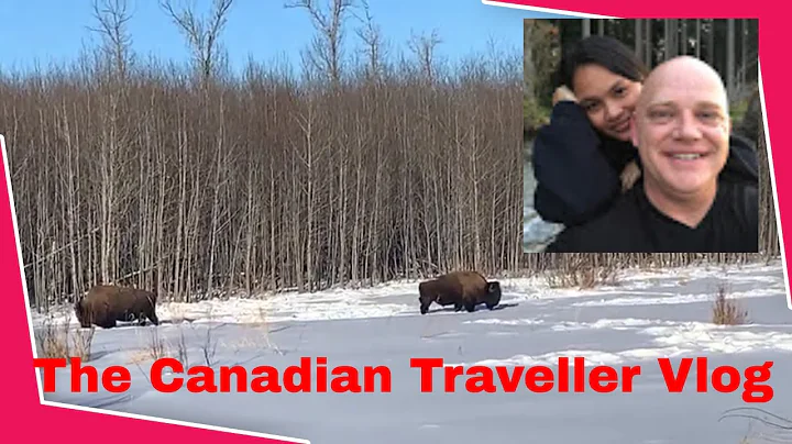 I went for a drive...and saw these huge Bison in Elk Island National Park!!!