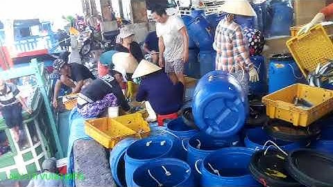 Cá Về Nhộn Nhịp Trên Quê Hương Cảng Biển.| NGƯỜI VÙNG BIỂN