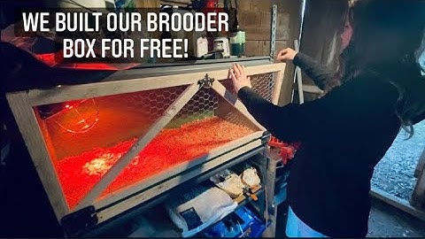 Brooder Box Build for Baby Chickens & Baby Ducks!