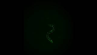 Movement of C. elegans worms