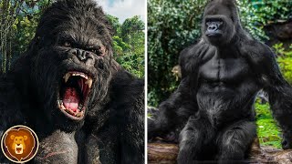 Warum werden Gorillas getötet?