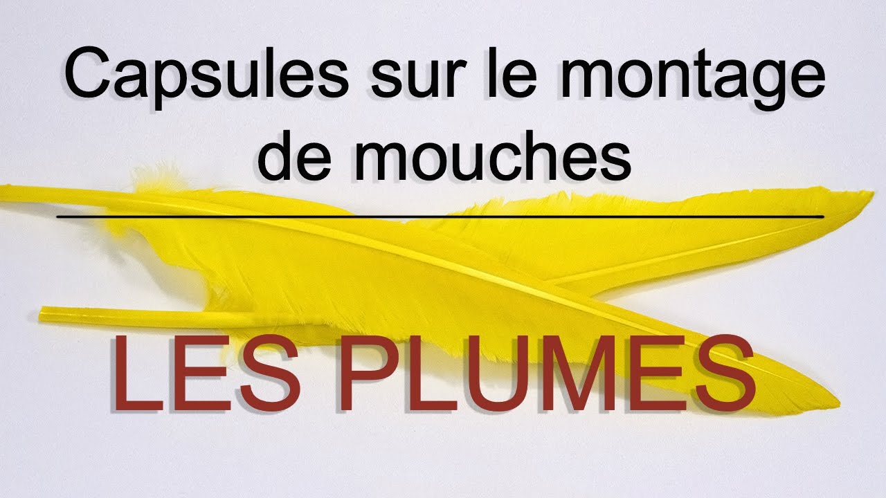 8- Les Plumes HD