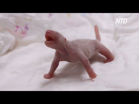 В Южной Корее впервые родился детёныш большой панды
