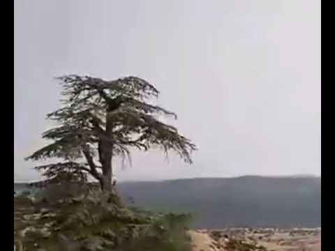 قوق آممي قوق 