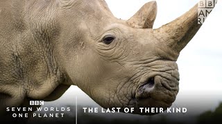The Last of Their Kind | Seven Worlds, One Planet | BBC America