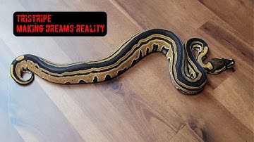 Tristripe Galore! The Clutch #8 Update is finally here! My favorite Ball Python Project!