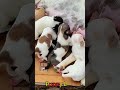 かわいい子犬の日常 #koreaPuppies #japanDogs