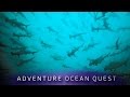 ► Adventure Ocean Quest - Shark Paradise of Polynesia (FULL Documentary)