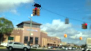 Giant Fly Attacks Downtown Birmingham, Mi