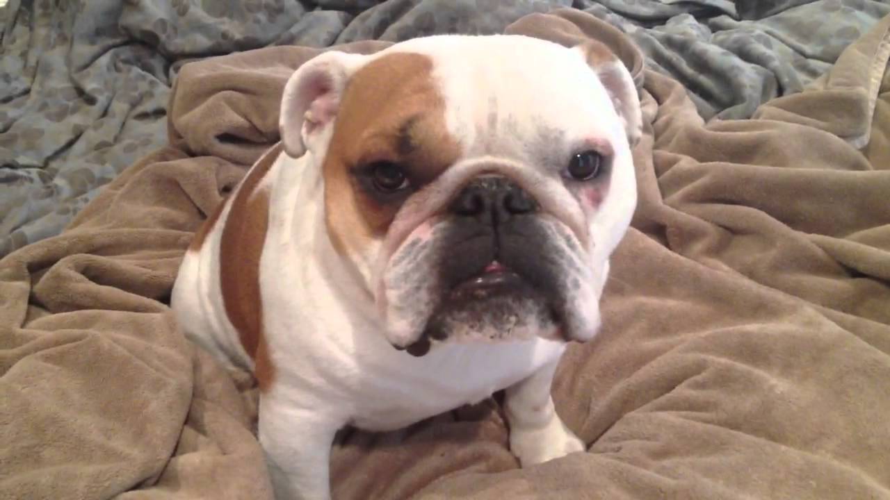 clips for crocs Meditating Bulldog, zen bulldogs focus energy strength