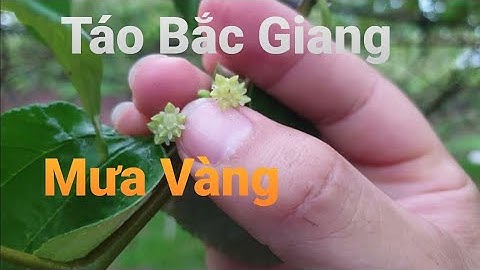 Đợt Mưa Vàng Cho Các Vườn Táo Bắc Giang l Núi Đồi Lục Ngạn