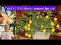 Pollination tip lemons indoors  get more citrus on your plant inside the home