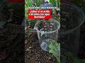 como descubrir el tipo de suelo de las plantas? #jardineria #jardin #huerto #plantas #agricultura