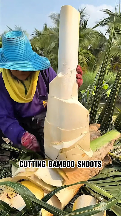 Edible coconut palm core #tree #plants #food #coconut