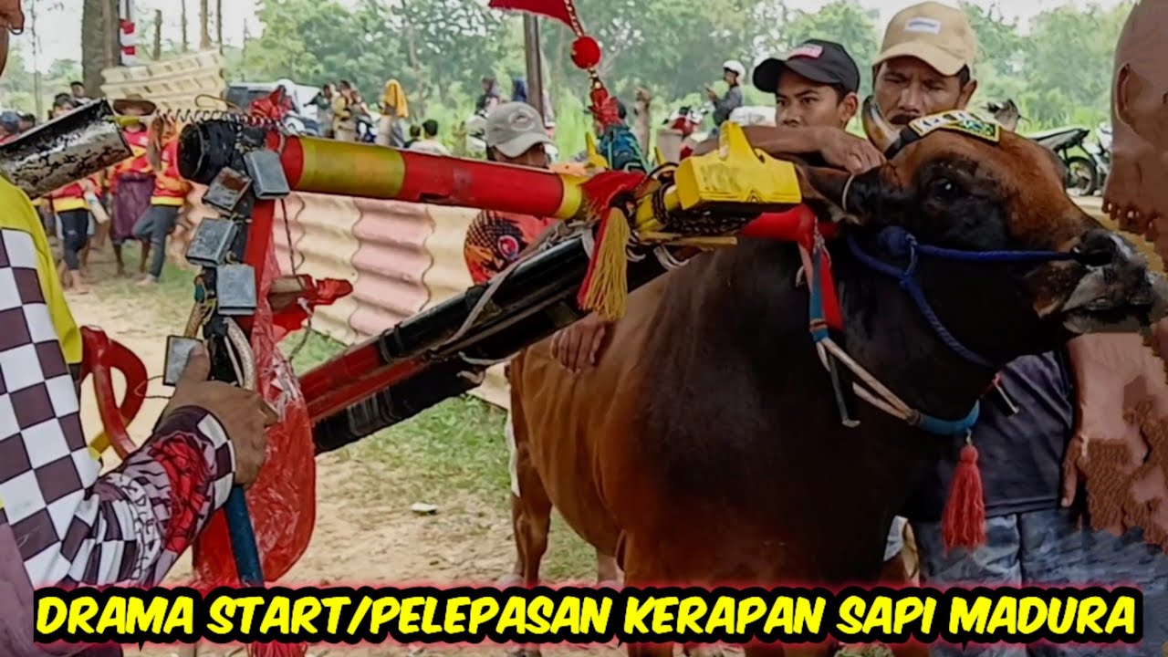 Serba Serbi Kejadian Unik Start Kerapan Sapi Madura Kelas Bebas Dan Ukuran HUT GRT 2025