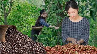 Harvesting Pepper on the Mountain, Ingredients For Making Fish Braised With Pepper | Nguyễn Lâm Anh