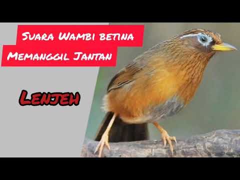 Suara Wambi Betina Pancingan Wambi Bahan Agar Cepat Gacor, Sangat Ampuh Durasi 30 Menit.