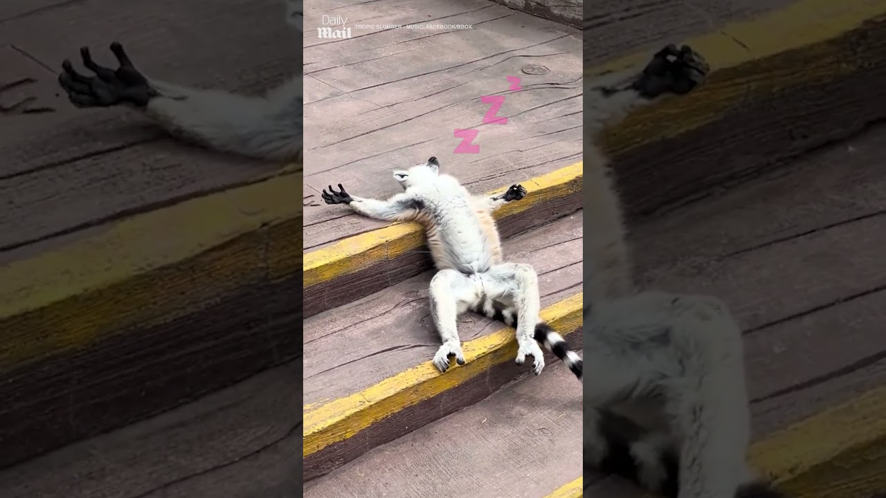 Sleeping lemur gets rudely awakened