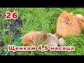 🐾 Щенкам 4,5 месяца. Веселые шпицы на прогулке