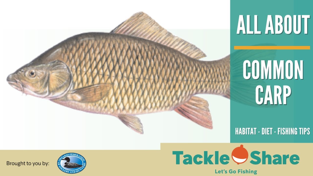 Secrets Of Common Carp Habitat Diet More YouTube secrets-of-common-carp-habitat-diet-more-youtube