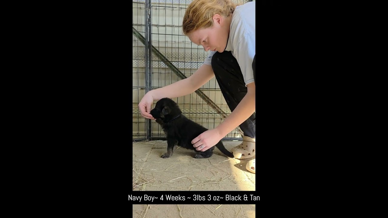 Baby's 60's Rock n Roll Litter 4 weeks old