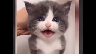 Cute animals 79 compilation | Funny Cats vedios 😽Part 1