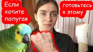 Что может сделать попугай