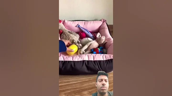 Video 11435271: cat pet eating, cat funny pets, cat eating chocolate