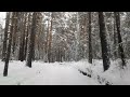 Дорога с озера Долгое по зимнему лесу. Между Каслями и Кыштымом. 3 января 2023 г.