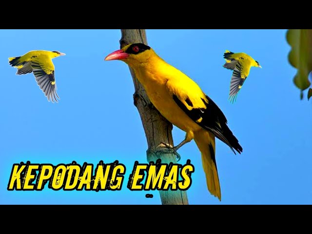 Kepondang Emas ‼️ suara pikat burung kepodang emas jernih #suaraburung class=