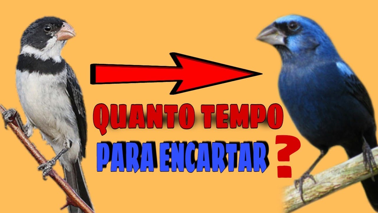 Quanto tempo leva até o golinha aprender o canto do AZULÃO?