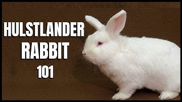 Hulstlander Rabbit 101