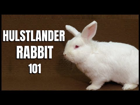 Vídeo: Mini coelho de cetim