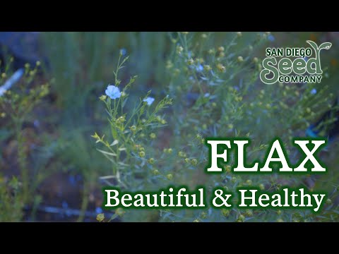 ভিডিও: Flax Flower - How to Grow Flax