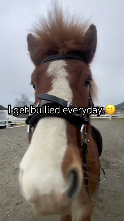 I get bullied everyday..😕 #horse #horses #pony #horseriding #hair #fyp