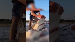 200kg shark becomes the bait #fishing #fish #shark #sharks #ocean