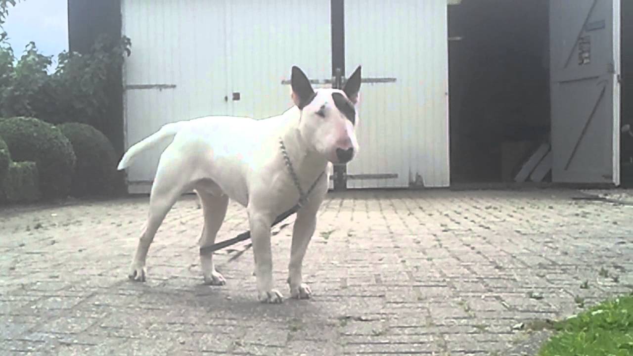 frontier airlines cargo pets