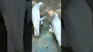 #pouter pigeon#পাওয়ার পায়রার বাচ্চা পালন#पाउटार कबूरर