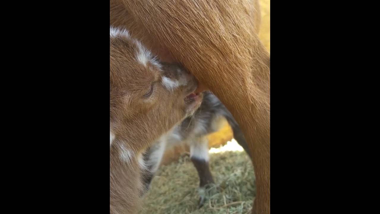 Nigerian Dwarf newborns latched on dam YouTube