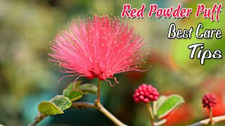Powder puff plant / How to grow & care red powder puff flower plant/ How to grow calliandra plant